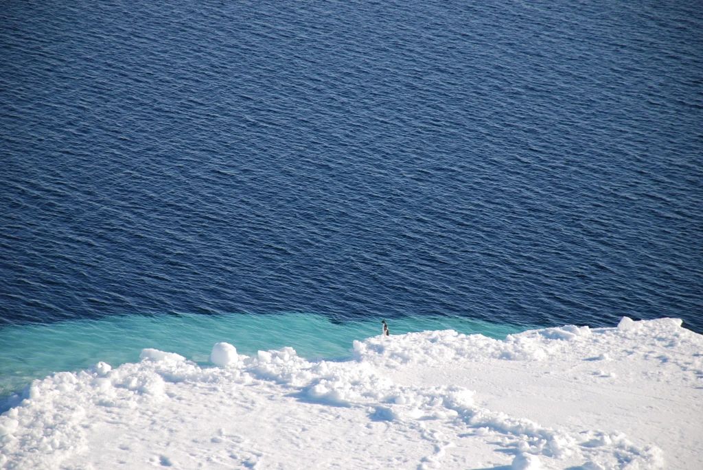 A lone penguin stands before the ocean at the edge of an ice floe.