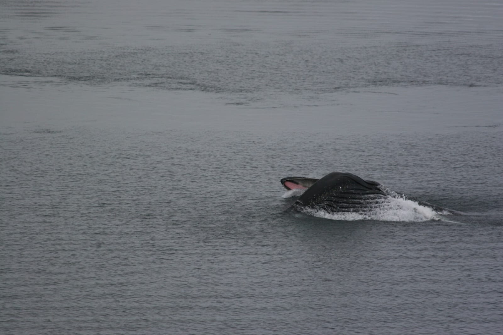 Humpback whale