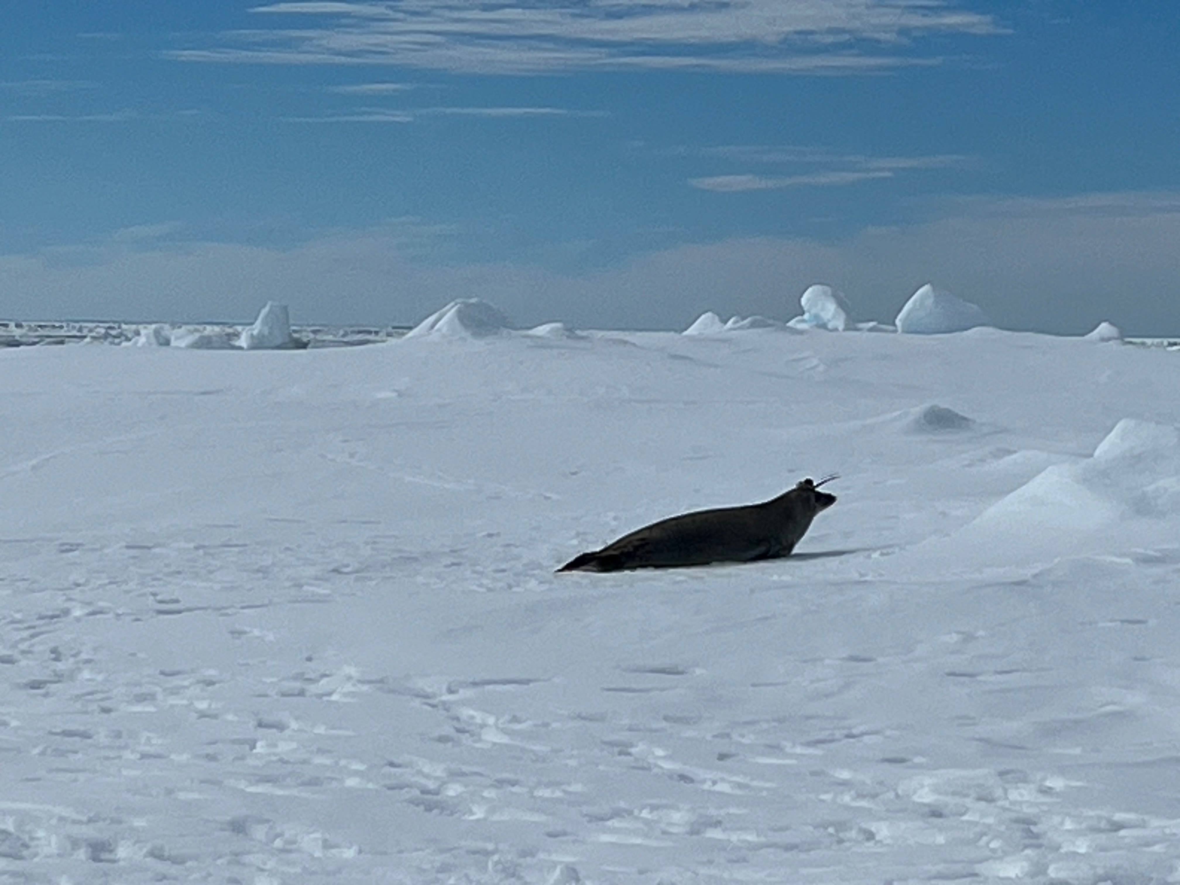 A seal with a tag on its head.